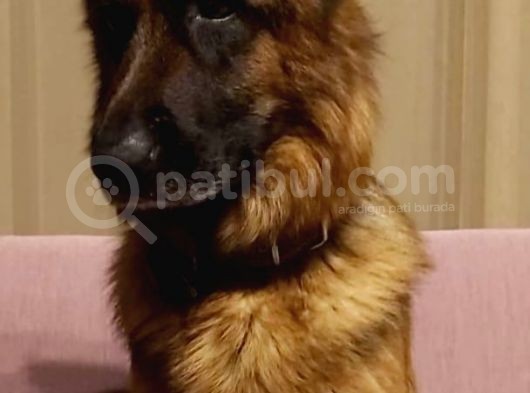 Mükemmel Kan Hattı K9 Yavrularımız görsel