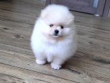 Pomeranian Boo