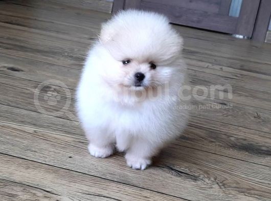 Pomeranian Boo