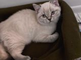 Britsih Shorthair Yavrular