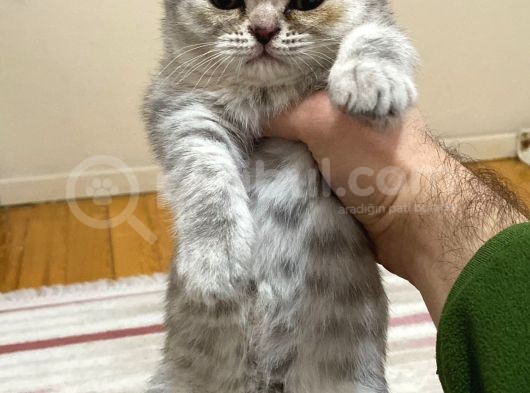 Britsih Shorthair Yavrular görsel