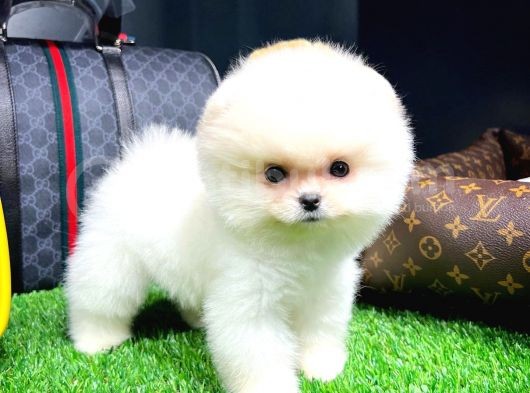 Yavru Patiler Farkı Ile görsel