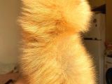 Orange Pomerani̇an Boo Erkek Yavrumuz