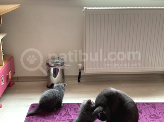 British Shorthair görsel
