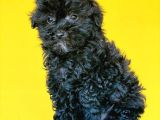 Toy Poodle Si̇yah Yavrularimiz Di̇şi̇ Erkek Mevcuttur
