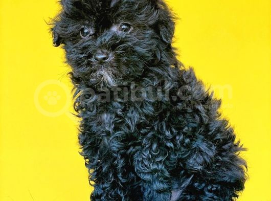 Toy Poodle Si̇yah Yavrularimiz Di̇şi̇ Erkek Mevcuttur