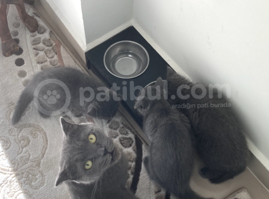 British Shorthair görsel
