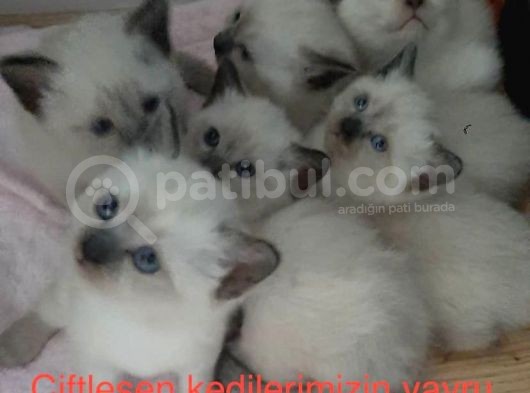 Safkan Siyam Yavrularına Yuva  Açıklamayı Okuyunuz