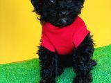 Toy Poodle Si̇yah Yavrularimiz Di̇şi̇ Erkek Mevcuttur