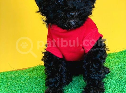 Toy Poodle Si̇yah Yavrularimiz Di̇şi̇ Erkek Mevcuttur görsel