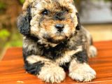 Toy Poodle Di̇şi̇ Phantom