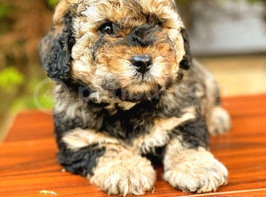 Toy Poodle Di̇şi̇ Phantom görsel