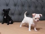 Teacup Chihuahua