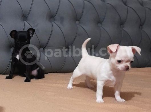 Teacup Chihuahua görsel