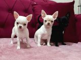 Teacup Chihuahua