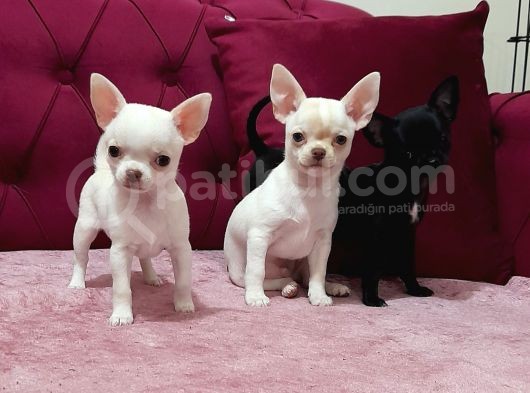Teacup Chihuahua görsel