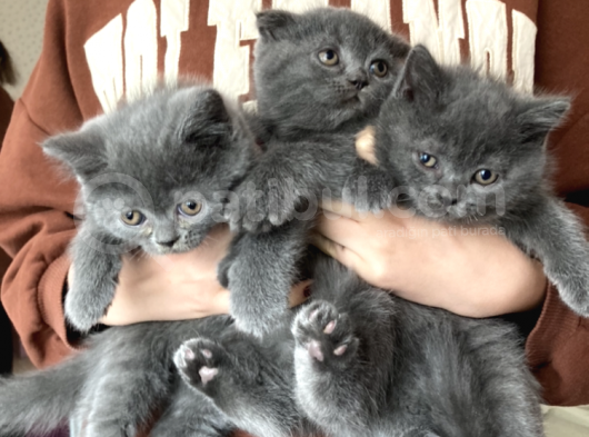 British Shorthair