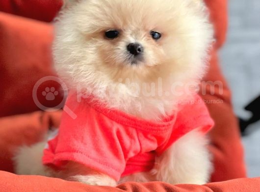 Safkan Pomeranian Boo Yavrularımız