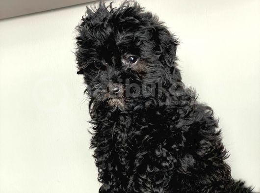 Toy Poodle Si̇yah Yavrularimiz Di̇şi̇ Erkek Mevcuttur görsel
