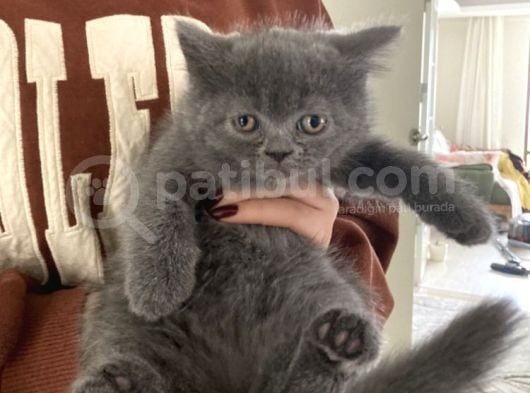 British Shorthair görsel