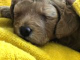 Anne Altından Çok Uygun Fiyata Safkan Red Dişi Toy Poodle