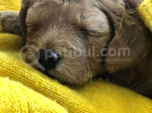 Anne Altından Çok Uygun Fiyata Safkan Red Dişi Toy Poodle görsel