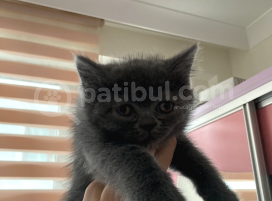 British Shorthair görsel