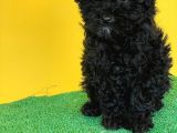 Toy Poodle Si̇yah Yavrularimiz Di̇şi̇ Erkek Mevcuttur