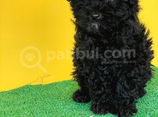 Toy Poodle Si̇yah Yavrularimiz Di̇şi̇ Erkek Mevcuttur görsel
