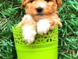 Party Colour Toy Poodle Erkek Safkan