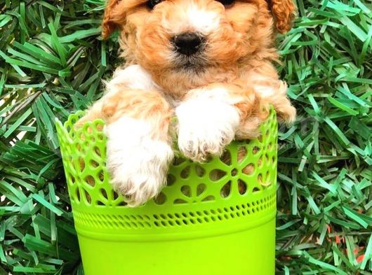 Party Colour Toy Poodle Erkek Safkan görsel