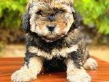 Toy Poodle Di̇şi̇ Phantom