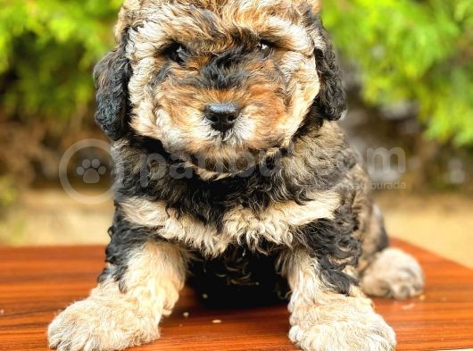 Toy Poodle Di̇şi̇ Phantom
