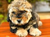 Toy Poodle Di̇şi̇ Phantom