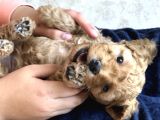 Anne Altından Çok Uygun Fiyata Safkan Red Dişi Toy Poodle