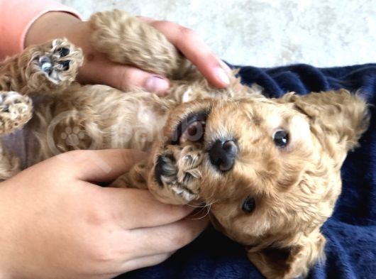 Anne Altından Çok Uygun Fiyata Safkan Red Dişi Toy Poodle görsel