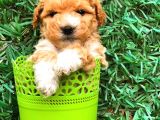 Party Colour Toy Poodle Erkek Safkan