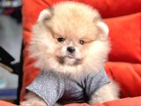 Safkan Pomeranian Boo Yavrularımız
