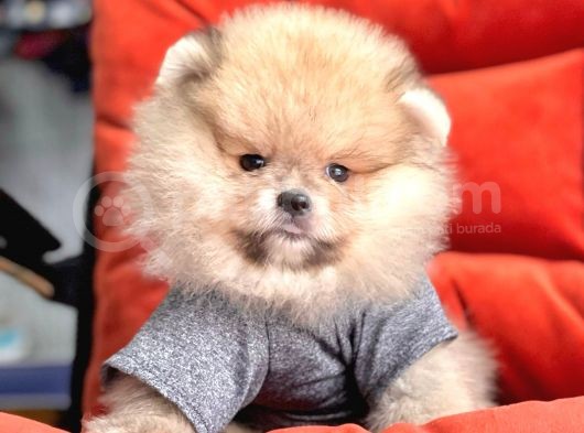 Safkan Pomeranian Boo Yavrularımız görsel