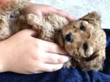 Anne Altından Çok Uygun Fiyata Safkan Red Dişi Toy Poodle