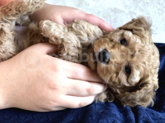 Anne Altından Çok Uygun Fiyata Safkan Red Dişi Toy Poodle görsel