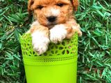 Party Colour Toy Poodle Erkek Safkan