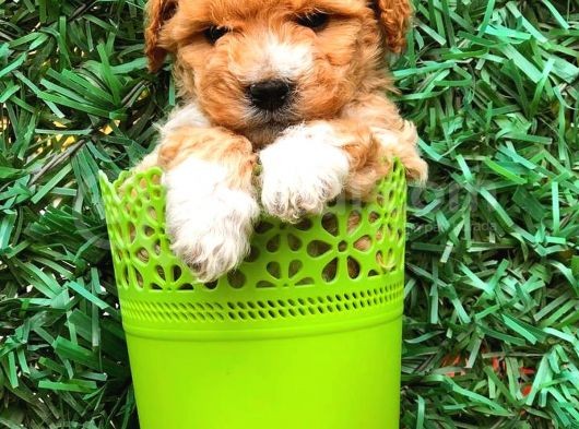 Party Colour Toy Poodle Erkek Safkan görsel