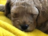 Anne Altından Çok Uygun Fiyata Safkan Red Dişi Toy Poodle