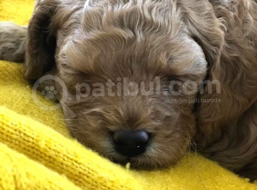Anne Altından Çok Uygun Fiyata Safkan Red Dişi Toy Poodle görsel