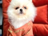 Safkan Pomeranian Boo Yavrularımız