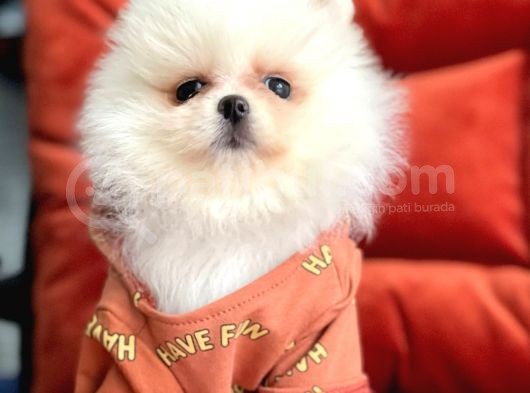 Safkan Pomeranian Boo Yavrularımız görsel