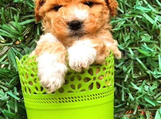Party Colour Toy Poodle Erkek Safkan görsel