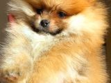 Orange Pomerani̇an Boo Erkek Yavrumuz