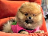 Safkan Pomeranian Boo Yavrularımız
